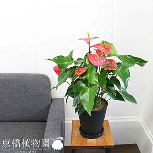 アンスリウム 6号 高級な