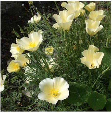 Californian Poppy 'Ivory Castle' / Eschscholzia californica/Seeds