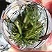 Clear Acrylic Contact Juggling Ball - 2.75
