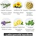 Organic Mascara - All Natural Cruelty Free Vegan Mascara - Volumizing and lengthening Eyelashes With Non Toxic Formula ( Black)