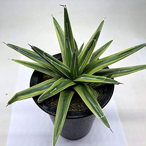 Amazon 多肉植物 アガベ 笹の雪錦 黄覆輪 L フラワースタンド 園芸ラック