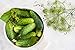 Castle Foods | DILL SEED WHOLE, 15 oz Premium Restaurant Quality