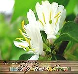 10 x Winter Honeysuckle Bush Seed, Fragrant Lonicera fragrantissima Seeds - FULL SUN TO PARTIAL SHADE - ZONES 4-9 - By MySeeds.Co