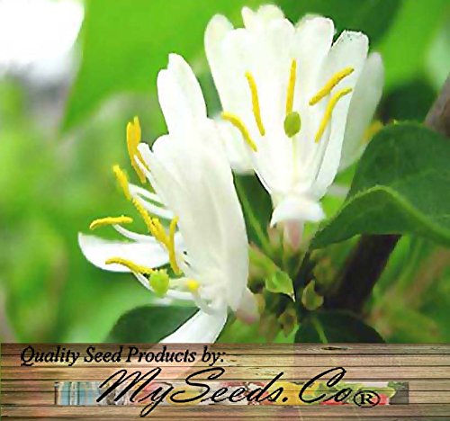 10 x Winter Honeysuckle Bush Seed, Fragrant Lonicera fragrantissima Seeds - FULL SUN TO PARTIAL SHADE - ZONES 4-9 - By MySeeds.Co 10 x Winter Honeysuckle Bush Seed, Fragrant Lonicera fragrantissima Seeds - FULL SUN TO PARTIAL SHADE - ZONES 4-9 - By MySeeds.Co
