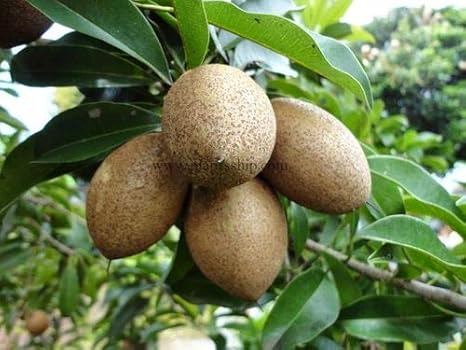 Creative Farmer Live Fruit Plant Sapota Chikoo Manilkara Zapota Sapodilla Large Home Gardening Plant 1 Healthy Live Plant Amazon In Garden Outdoors