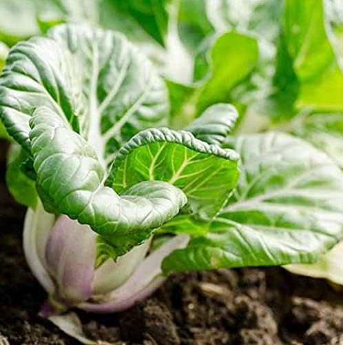 500 Canton Pak Choi Chinese Cabbage Seeds – Everwilde Farms Mylar Packet, Heirloom
