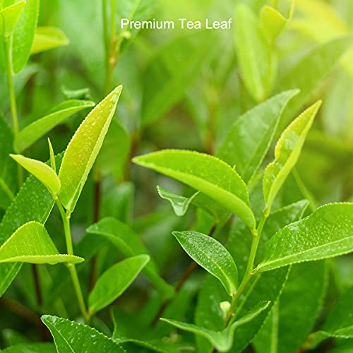 Yan Hou Tang Organic Chinese Green Tea bags - 100 Counts Simple Pack Pure Himalaya High Mountain Fragrance Flavor Taste Japan Sachet