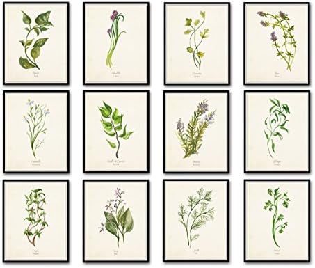 Watercolor Herbs Print Set 12 Giclee Fine Art Prints - Unframed