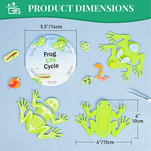 GiftAmaz Frog Anatomy Model Dissection Kit for Kids, Soft Felt Frog Science Lab Toy, Biology and