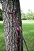 Hammock Straps - Ultralight, No Stretch Hammock Tree Straps - Best Straps For Camping, Hiking, Outdoors, and Travel (Red)