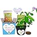 TickleMe Plant Get Well Soon Kit (1 Pack) – Grow A Tickle Me Plant That Reacts to Touch – Leaves Fold Up When You Tickle Them – Full Grow Kit of Sensitive Plants Seeds for Kids to Grow Indoors