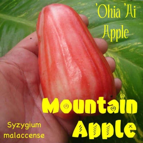 NEW RED Mountain Apple Fruit Tree Syzygium malaccense Ohi'a Ai Apple LIVE sml Plant
