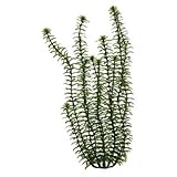 Tetra Usa ATS19100 Water Wonders Ambulia Aquarium Plant, 6-Inch