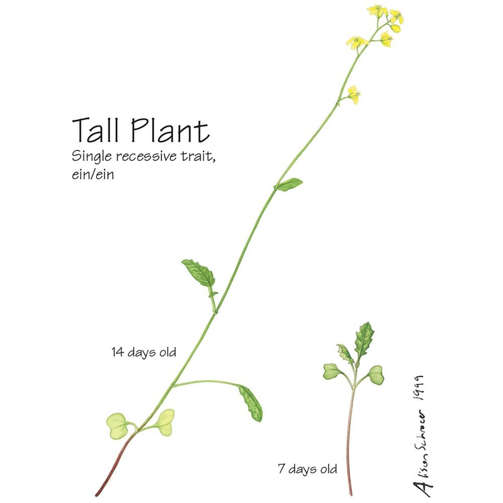 Brassica Rapa Wisconsin Fast Plants Tall Plant Seed Pack Of 50 School Curriculum Sets Amazon Com Industrial Scientific