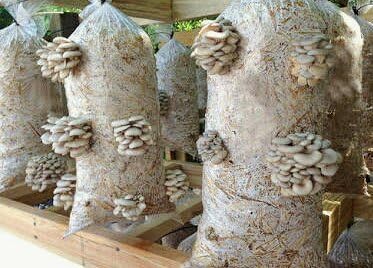GroMushroom Spawn Oyster Mushroom Edible Oyster CO2 Variety 400g Set of 1