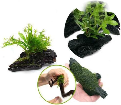 水草 熱帯魚 置くだけ簡単 60cm水槽以上推奨サイズ 生体 新作からsaleアイテム等お得な商品満載 四国限定 レイアウト3種セット 本州