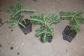 5 Stk. Abies nordmanniana Ambrolauri - (Nordmanntanne) Topfware 12-18 cm 4 jährig