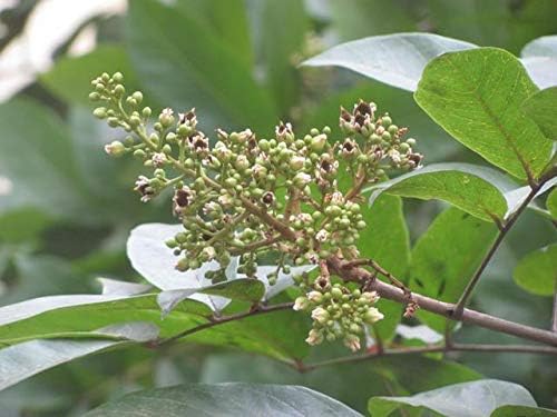 25 Sapindus emarginata Seeds, Sapindus trifoliatus Seeds, Soapnut Tree Seeds, trijugate leaved soapnut Tree Seeds