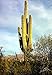 Giant Saguaro Cactus 20 Seeds - Carnegea gigantea -HUGE