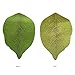 2 Pads Leaf Sticky Memo Notes,Interesting Self-Sticky Memo Notes Scratch Pads,for Book Marking,Gift-Card,Hand Making,Green Leaf Color