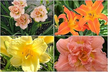 FERNSFLY IMP. Daylily | Hemerocallis | Daylilies | Day Lily Excellent Quality Flower Bulbs Aromatic Flower Plant Home Outdoor Gardening Plants Flowering Bulbs (Pack Of 1 Multi-colour )