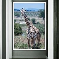 Framed Canvas Wall Art Giraffe Animals Expressive Farmhouse/Country Giraffe Living Room Multicolor Photography - 16x24 inches