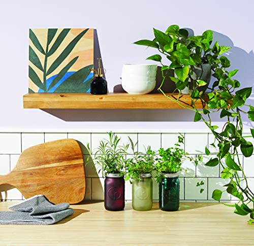 Modern Sprout Garden Jar (Cilantro) - Thumbnail 6