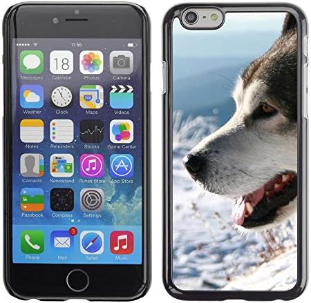 LASTONE PHONE CASE / Slim Protector Hard Shell Cover Case for Apple Iphone 6 Plus 5.5 / Siberian Husky Alaskan Malamute Winter Dog