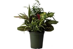 American Plant Exchange Dish Garden – 6-Inch with Pot Cover – Live Assorted Indoor Plants, Easy Care Greenery Arrangement for Office Desks, Tabletops, Gifts & Home or Apartment Décor