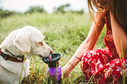 3 Highwave+A1608+AutoDogMug+Purple