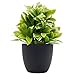 OFFIDIX Artificial Eucalyptus Plants with Black Vase for Office Desktop, Home and Friends’ Gift Fake Plant with Plastic Pots for Home Decoration Potted Plants for Bookshelf (Light Green)