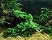 Mainam Anubias Lanceolata Rooted Rhizome Long Leaves Live Aquarium Plants Decorations