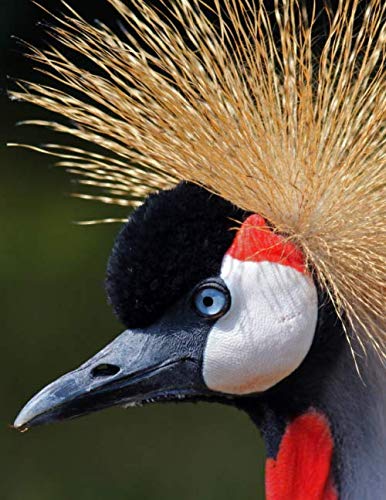 Notebook: crane heron bird migration demoiselle crane whooping crane blue crane bird by Wild Pages Press