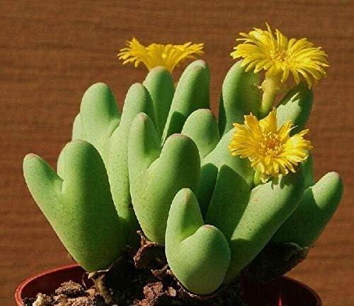 Conophytum Bilobum Rare mesemb Exotic semi Rock Living Stones seeds 30 SEEDS