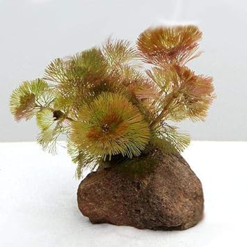 Amazon 水草 メダカ 金魚藻 レッドカボンバ付き 穴あき溶岩石 １個 北海道航空便要保温 Charm チャーム 生体水草 通販