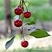 No Sugar Added Dried Tart Montmorency Cherries (8 oz.) by Country Spoon