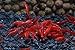 Live Freshwater Aquarium Shrimp Neocaridina (Bloody Mary (10 Pack))