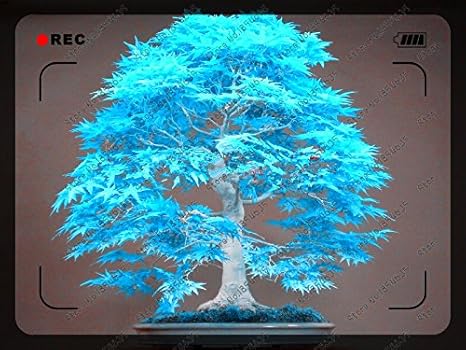 50pcs Bag Blue Maple Tree Seeds Rare Canada Bonsai Purple Maple Bonsai Plants Trees For Flower Pot Planters Amazon Ca Patio Lawn Garden