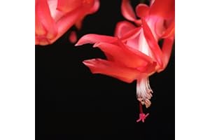 TriStar Plants - Thanksgiving Cactus - 4" inch Pot, Fasle Christmas Cactus, Easter Cactus, Holiday Plant, Winter Flowers, Christmas Plants, Winter Blooms (Caribbean Dancer)