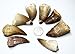 Massive Mosasaurus Tooth Fossil - Genuine - Dinosaur That Swam!