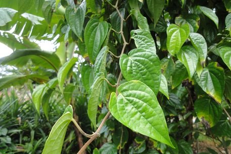 M Tech Gardens Rare Betel Leaf Live Plant Piper Betle Medicinal Herb 1 Plant Amazon In Garden Outdoors