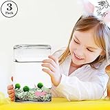 Luffy Pet Plant for All Ages - 3 (0.5”) Nano Marimo Moss Balls - Friendly, Compact & Low Maintenance Aquatic Pet - Lifelong Friend - Ideal for children or adults with busy schedule or little space