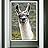 signwin Framed Canvas Wall Art Llama Animals Camels Expressive Farmhouse/Country Living Room Multicolor Photography - 16x24 inches