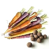 20 Carrot Seed Balls (Colorful Mix)- Herb