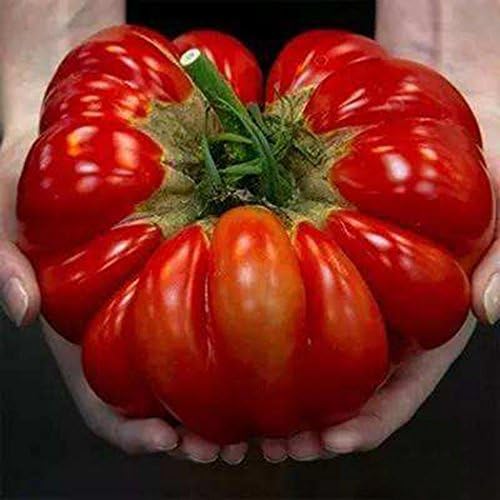 FastDirect Semillas de Tomates Gigantes Rojos 10 PCS Semillas de ...