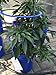 Go Hydro Flexible Tomato Cage 48 Inch Multi Level Build as You Grow Plant Support Hydroponics