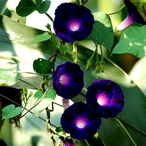 TOPmountain Morning Glory Seed,200Pcs Bonsai Blue Flower Seeds Heavenly Blue Seed Decoration Flower Plant Seed for Garden Park Yard