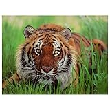 Oriental Furniture Fine Wildlife and Nature Photography, 31-Inch Bengal Tiger Canvas Wall Art Photo Print