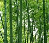 Giant Moso Bamboo 300 Seeds for Home Garden