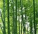 Giant Moso Bamboo 300 Seeds for Home Garden
